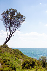 Fototapeta na wymiar tree on the coast of the sea