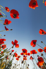 Landscape with red poppies. Poppy field. Bottom view of the blue sky with a copy of the text space. The image can be used for posters, posters, and Wallpaper.