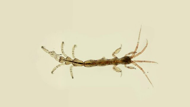 Sea goats under a microscope, a family Caprellidae, of crustaceans from the order Caprellida, lead a bottom lifestyle, omnivores, stand out with a narrow and long body.Barents Sea