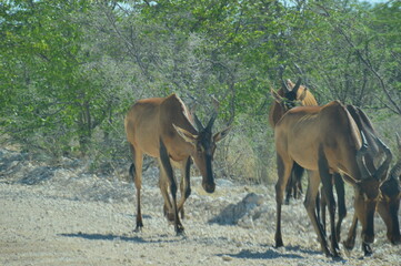 Red Hartebeests on the road in Etosha National Park, Namibia