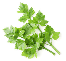 Celery leaves close-up on a white. Top view