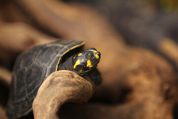 The yellow-spotted Amazon river turtle[4] or yellow-spotted river turtle  is one of the largest South American river turtles.