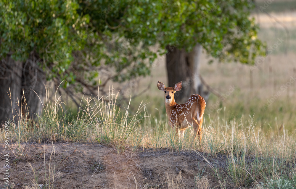 Poster Cute Whitetail Deer Fawn