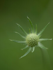 The flower head of a Scabious, Scabiosa caucasica pincushion flower detailing multiple spherical heads perennial herbaceous hardy plant