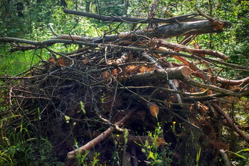 A pile of wood and firewood