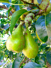ripe pears are ready to be harvested