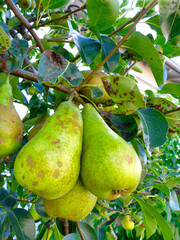 ripe pears are ready to be harvested