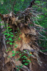 The root of the deadwood out