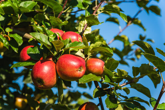 Red ripe apples on apple tree branch in Austria