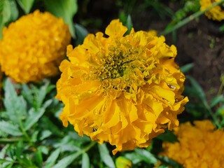 yellow chrysanthemum flower moistened with raindrops