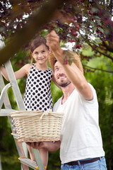 girl climbed on the ladder  picking cherries with his dad