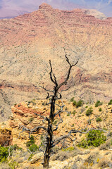 Dead tree on the background of mountains and gorges of the Grand Canyon. Arizona USA