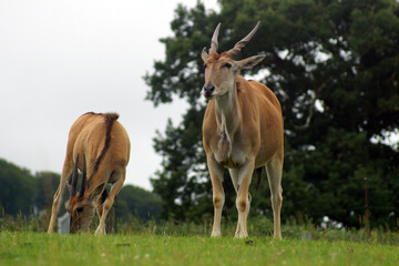 Obraz na płótnie Canvas antelope in the grass