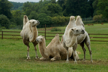 3 camels
