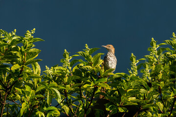 The brown thrasher on a bush. The brown thrasher is noted for  largest song repertoire of birds,over 1000 song types.
