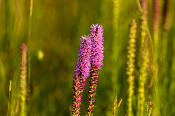 Three English names flowers - Dotted gayfeather also known as Dotted blazingstar and Narrow-leaved blazingstar. Beautiful North American  Native flowers  on the meadow
