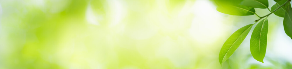 Nature of green leaf in garden at summer. Natural green leaves plants using as spring background cover page greenery environment ecology wallpaper