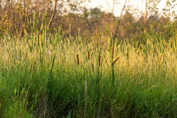 Edge of the river. High reeds and grass.