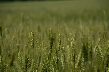 Field of unripe rye. the green ears