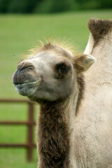 portrait of a camel