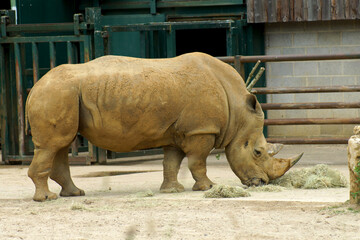 rhino in zoo