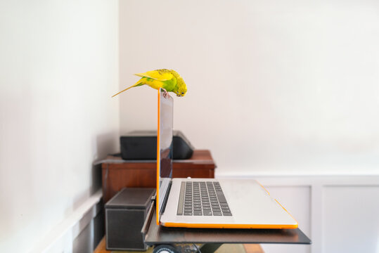 A Cute Budgerigar Parakeet Sitting On The Top Of A Laptop Screen Looking Down At The Screen In A Home Office Area.  Working From Home Theme With Copy Space