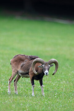 Muffelwidder (Ovis gmelini musimon), Deutschland, Europa