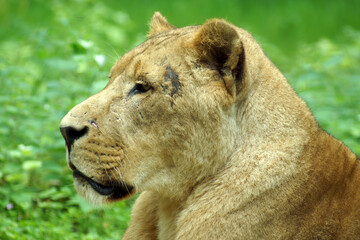 lioness