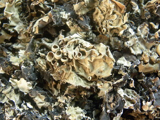 Black color dried stone flower or Parmotrema perlatum spices