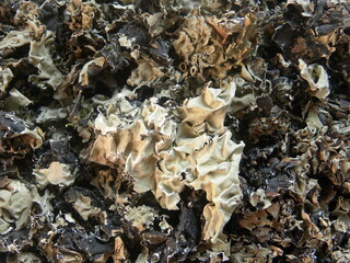 Black color dried stone flower or Parmotrema perlatum spices
