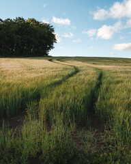 Winding Track into Barley Field