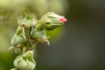Large buds of soft pink coloured petals of Woodbridge Hibiscus flower plant