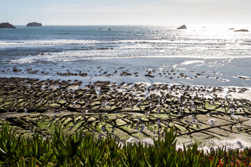 Rocky shoreline in Pebble Beach California