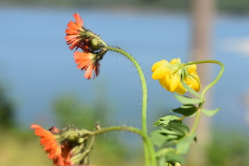 Yellow and orange flowers in front of the ocean