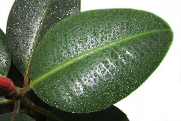 Dark green leaves of ficus, close-up, top view. Three leaves are covered with drops of water on a white background. Indoor plant.