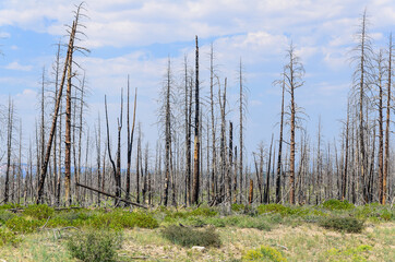 Spooky dead tree forest in Bryce Canyon National Park, Utah, USA