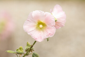 Fototapeta na wymiar Pink coloured petals of Woodbridge Hibiscus flower plant on a bright similarly coloured out of focus blurred background