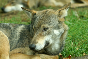 Naklejka na ściany i meble grey wolf canis lupus