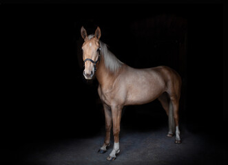 Obraz premium portret konia lowkey