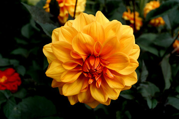 orange dahlia flower