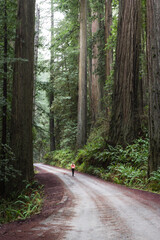 Walking the dog in the forest