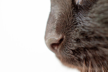 Details of Black cats nose. Close-up. Selective focus
