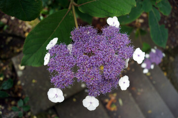 purple flowers in the garden