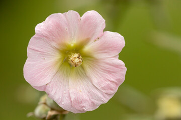 Obraz premium Open soft pink coloured petals of Woodbridge Hibiscus flower plant with a green natural blurred out of focus background