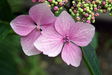 close up of pink flower