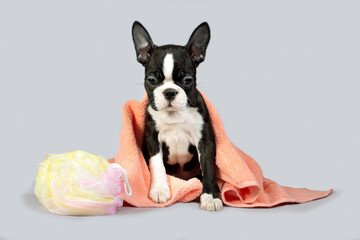 Boston Terrier dog after a bath folded a bath towel and a shower sponge