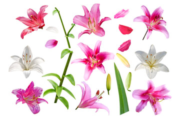 Collection of white and pink lily flowers isolated on white background