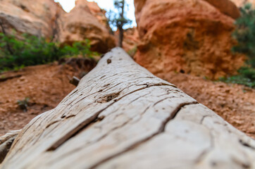 Fototapeta premium Dead Tree Trunk Lying on Sandy Ground at Bryce Canyon National Park