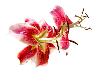 Couple of red lily flowers isolated on white background