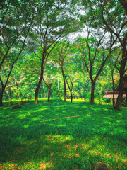 the atmosphere of the village forest in Cikidang area which is being exposed to sunlight